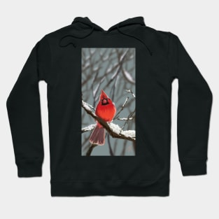 Cardinal in Snow Hoodie